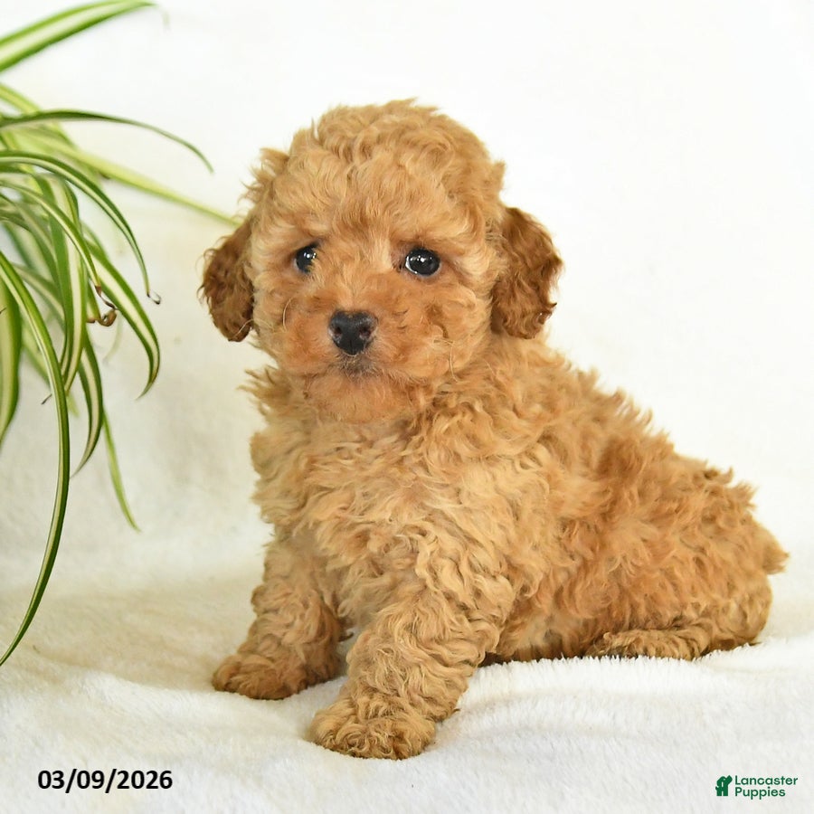 Miniature Poodle dogs Liam - Ad 2