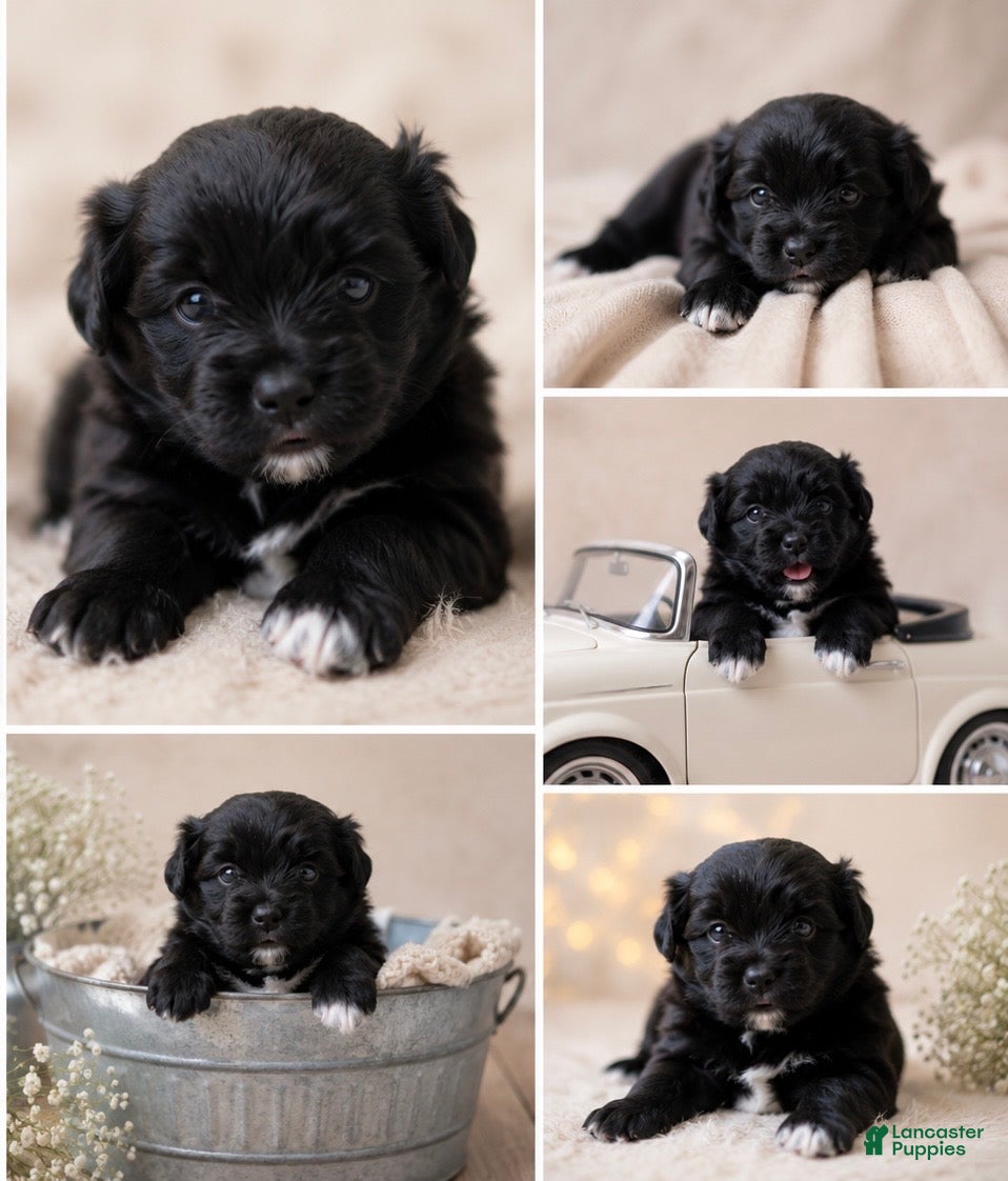 Pomeranian dogs for sale: Pomeranian 1 - Ad 1