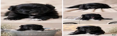 Pomeranian 1