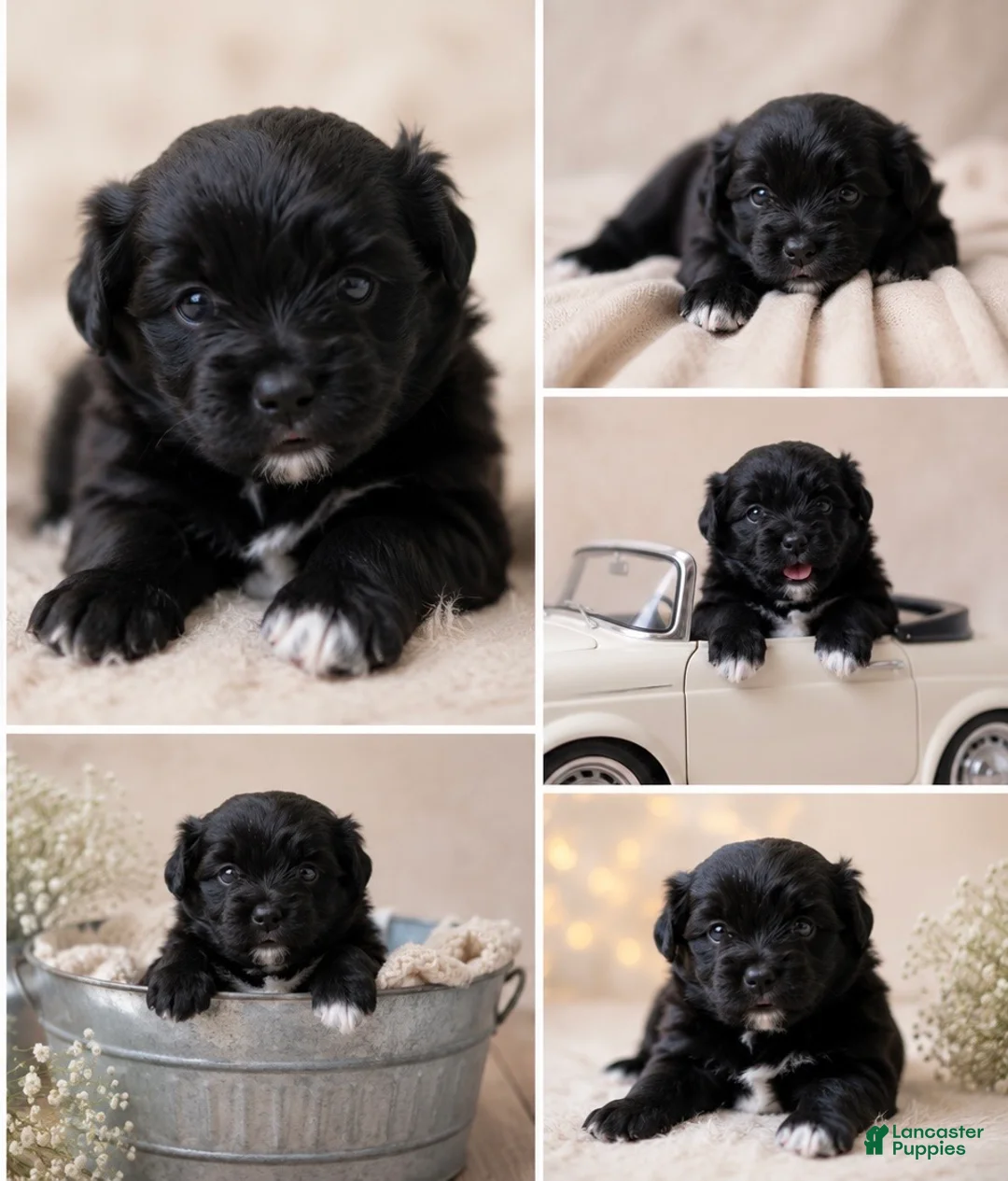 Pomeranian dogs for sale: Pomeranian 1 - Ad 1