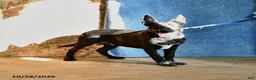 Belgian Malinois dogs for sale: Draco - Ad 3