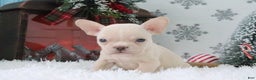 French Bulldog dogs for sale: Tyler - Ad 3