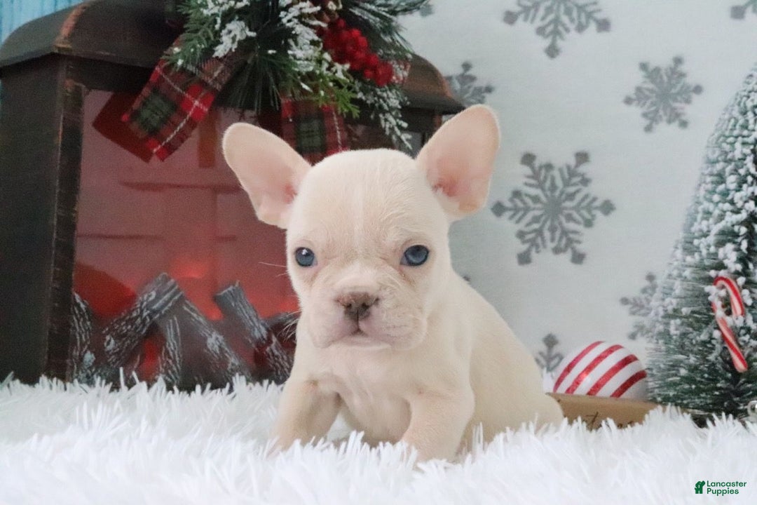 French Bulldog dogs for sale: Tyler - Ad 3