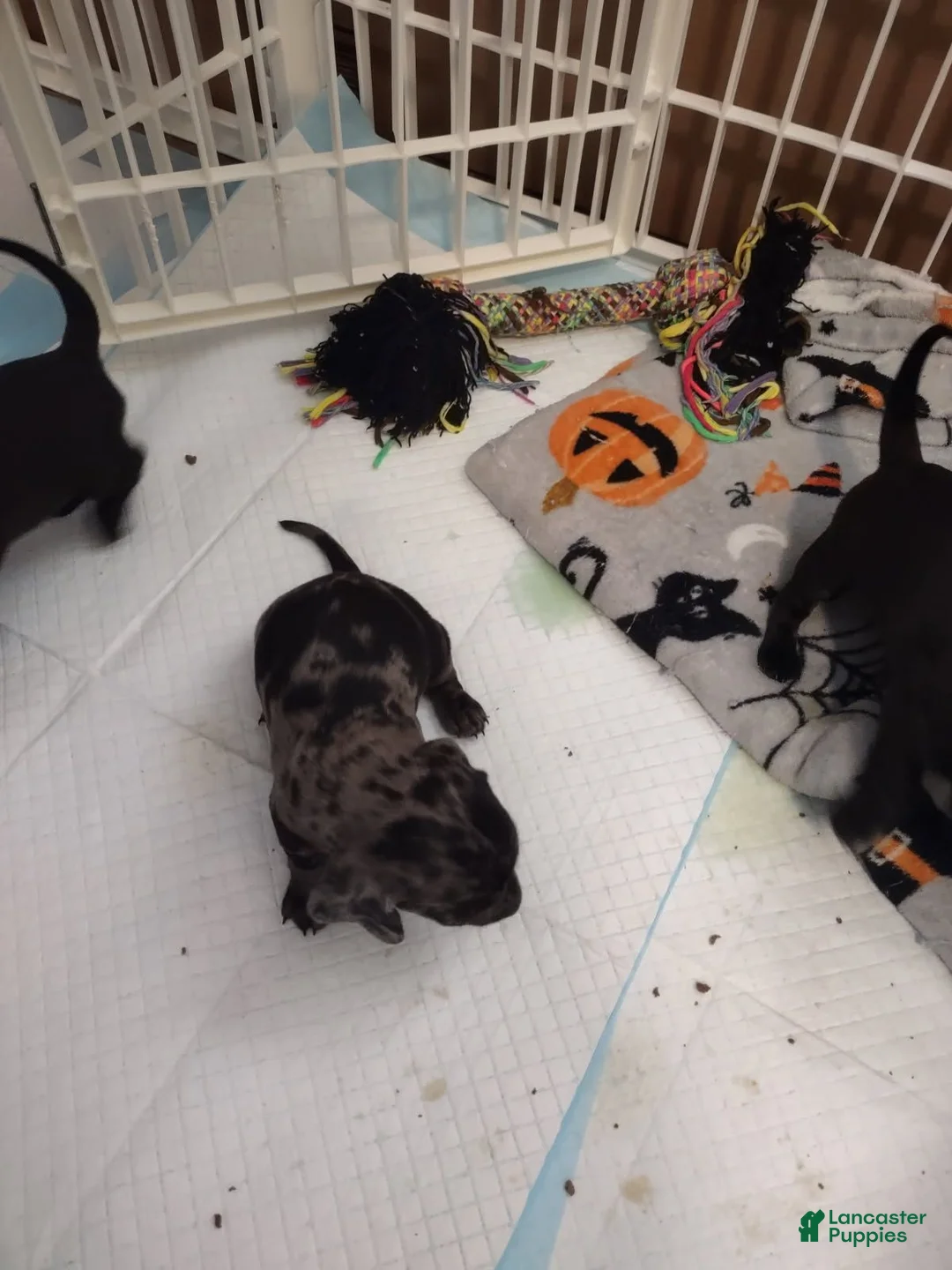 Miniature Dachshund dogs for sale: Miniature Dachshund 2 - Ad 1