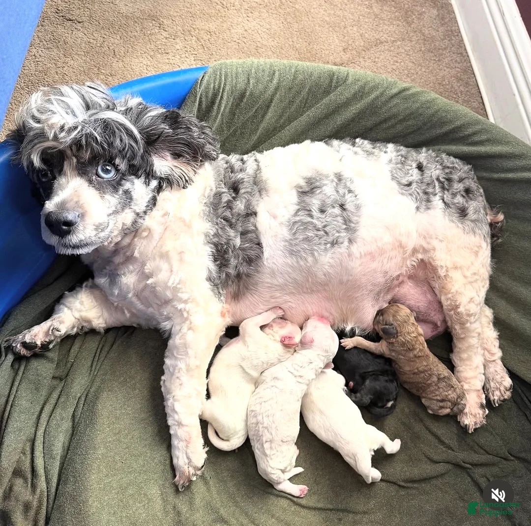 Cockapoo dogs for sale: Cupcake - Ad 2