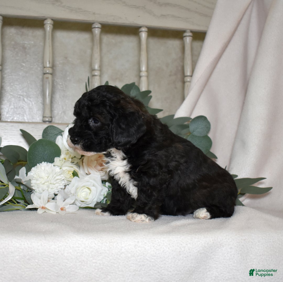 Miniature Poodle dogs for sale: Jackson  - Ad 5