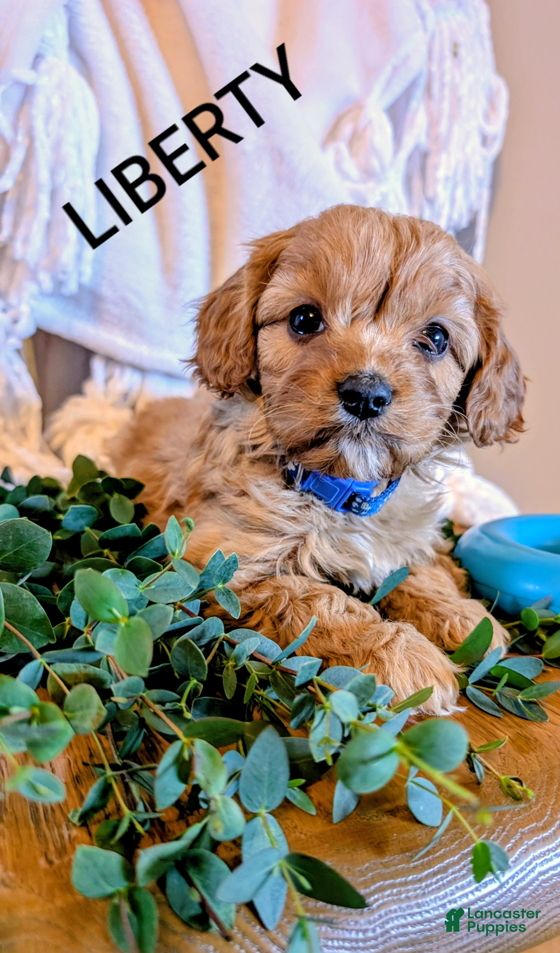 Cavapoo dogs for sale: LIBERTY - Ad 1