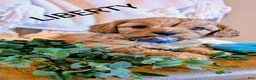 Cavapoo dogs for sale: LIBERTY - Ad 1