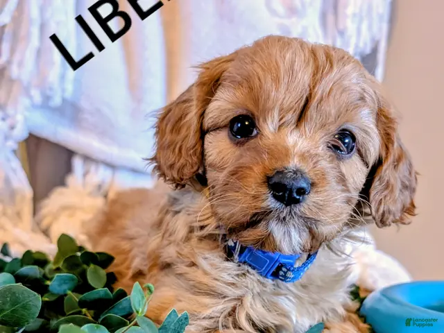 Cavapoo dogs for sale: LIBERTY - Ad 1
