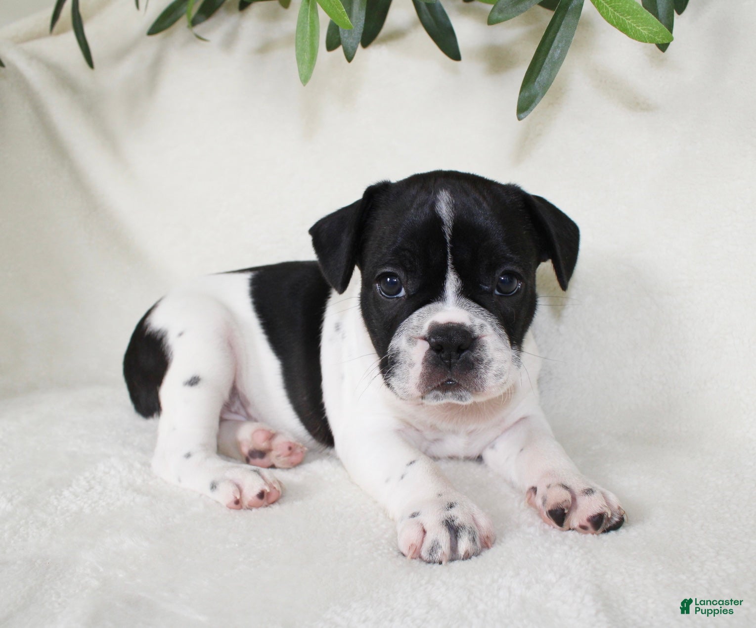 Frenchton dogs Cooper  - Ad 1