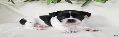 Cooper 