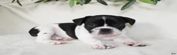 Frenchton dogs for sale: Cooper  - Ad 1
