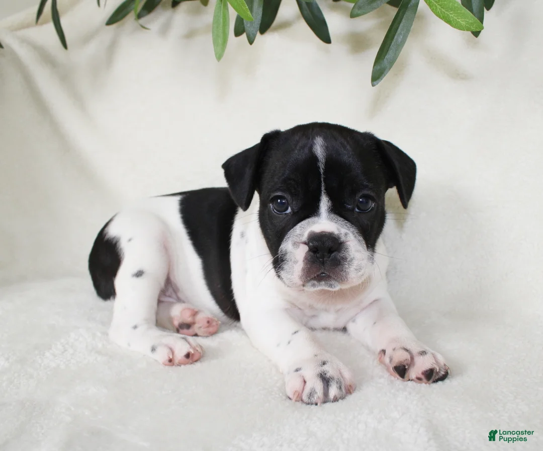 Frenchton dogs for sale: Cooper  - Ad 1