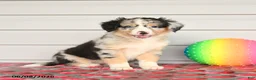 Mixed Breed dogs for sale: Kelly - Ad 1