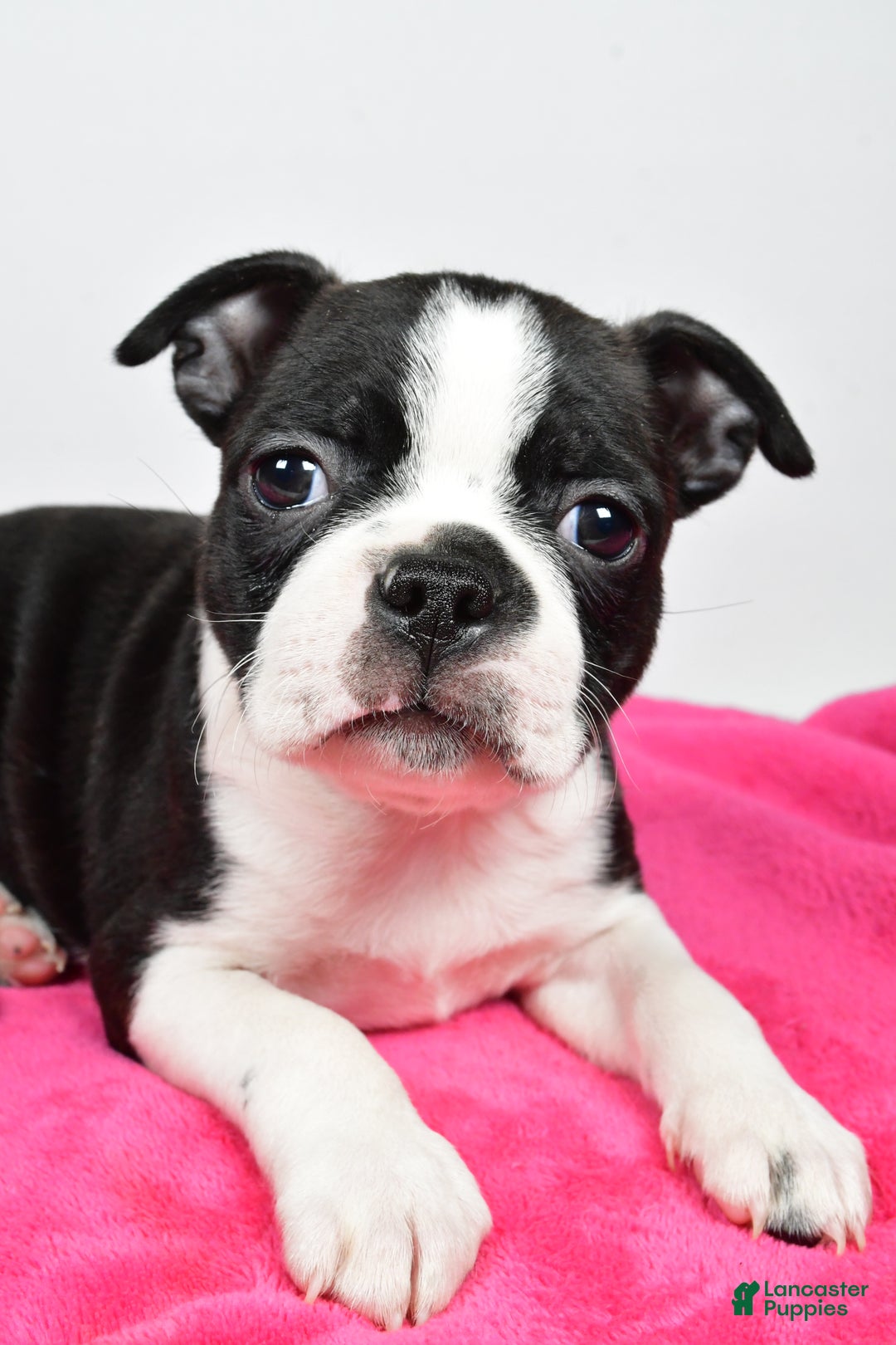 Boston Terrier dogs for sale: Lucy - Ad 2