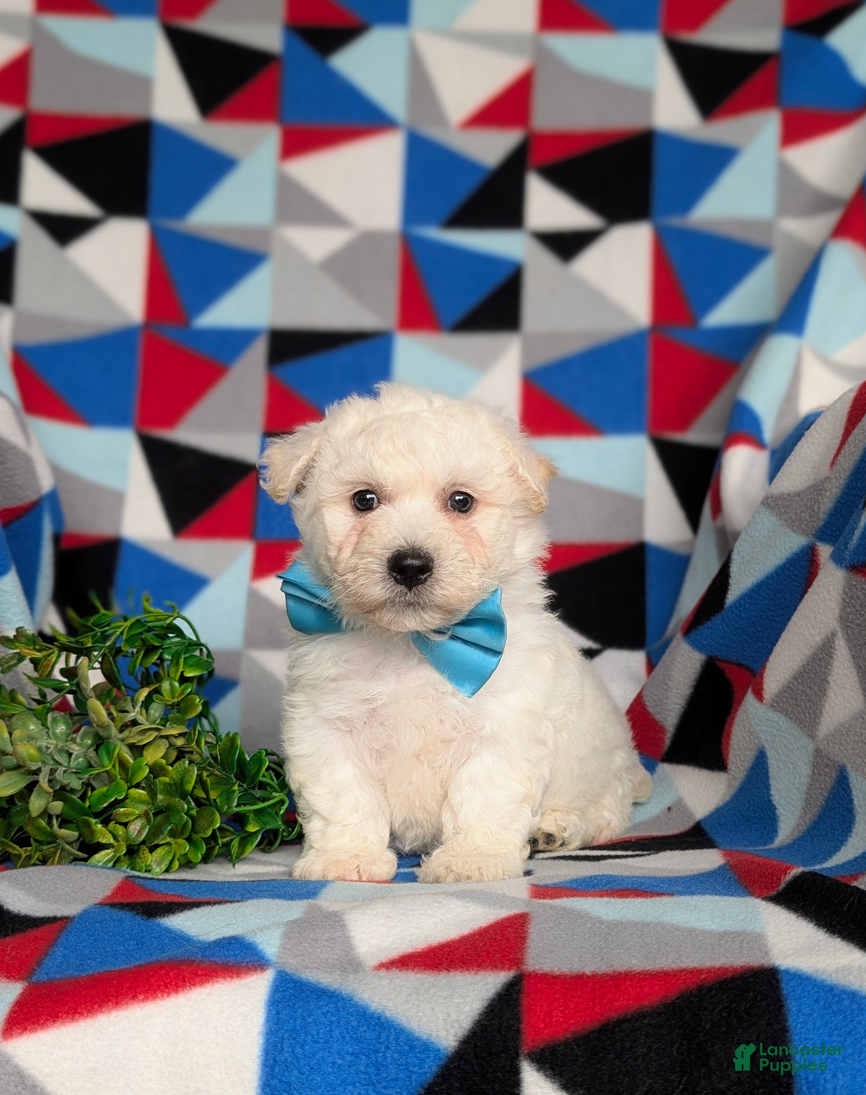 Bichon Frise dogs Barrister - Ad 1