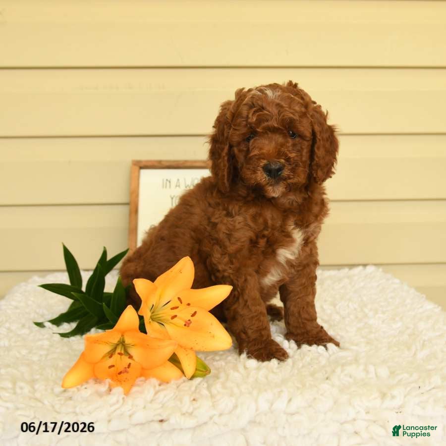 Mini Goldendoodle dogs Sweetie - Ad 1