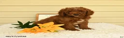 Mini Goldendoodle dogs for sale: Sweetie - Ad 1