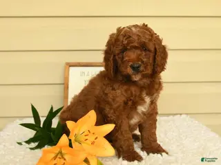 Mini Goldendoodle dogs for sale: Sweetie - Ad 2