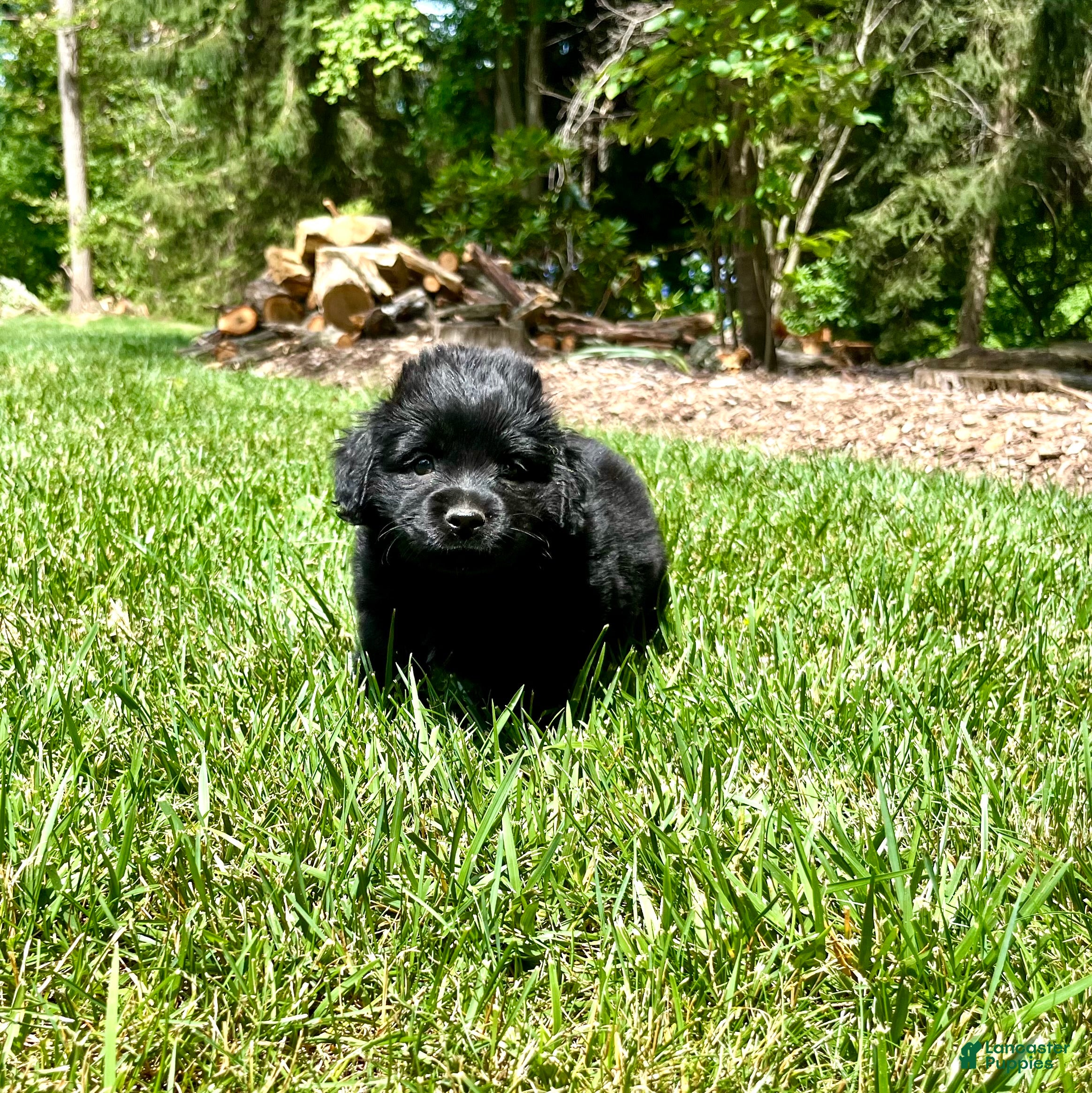 Mixed Breed dogs Little Bear❤️AKC Cocker Spaniel🐾American Eskimo🐶15pds At Maturity - Ad 1