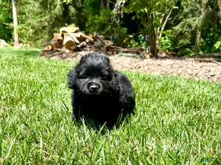 Mixed Breed dogs for sale: Little Bear❤️AKC Cocker Spaniel🐾American Eskimo🐶15pds At Maturity - Ad 1