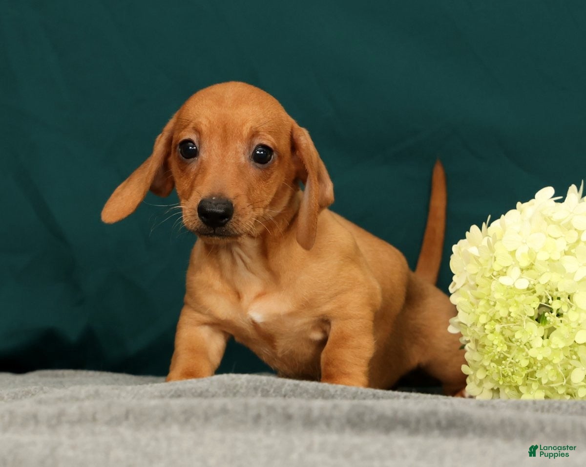 Miniature Dachshund dogs Piper - Ad 1