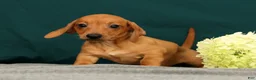 Miniature Dachshund dogs for sale: Piper - Ad 1