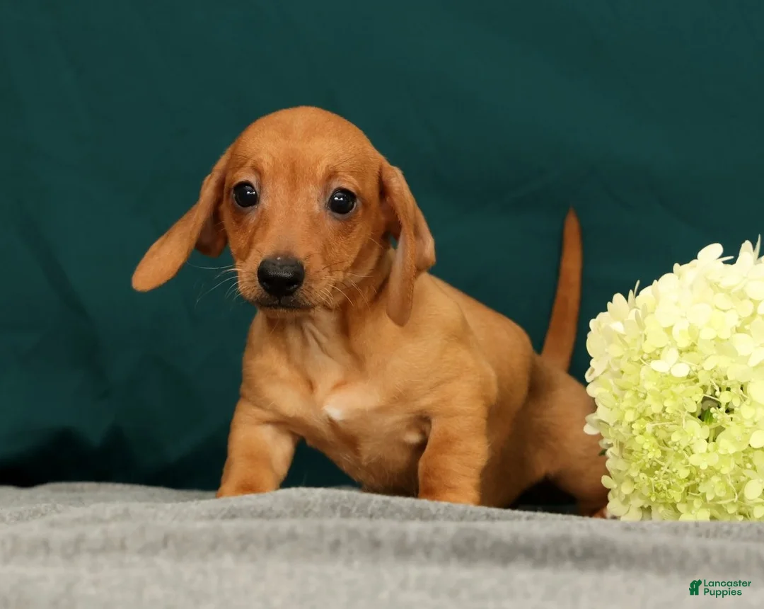 Miniature Dachshund dogs for sale: Piper - Ad 1