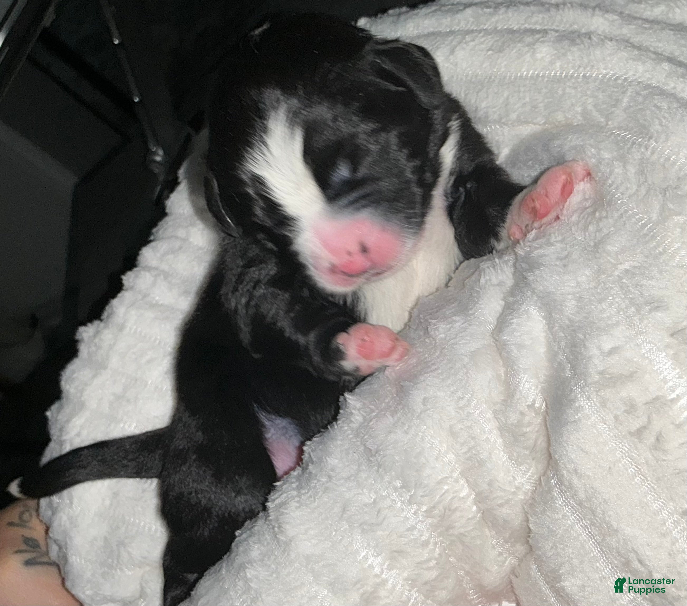 Bernedoodle dogs Santo Jr - Ad 39