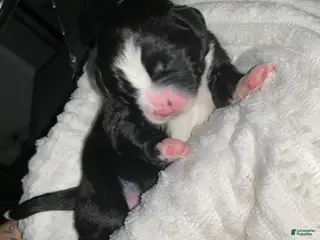 Bernedoodle dogs Santo Jr - Ad 39