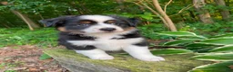 Miniature Australian Shepherd dogs for sale: Bella (Natural Tailed) - Ad 8