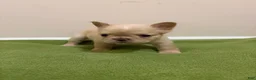 French Bulldog dogs for sale: Isabella  - Ad 12