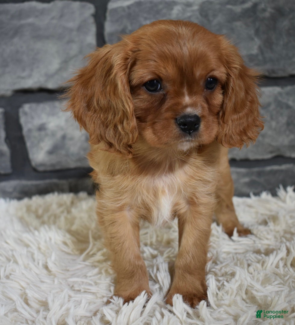 Cavalier King Charles Spaniel dogs Riley  - Ad 2