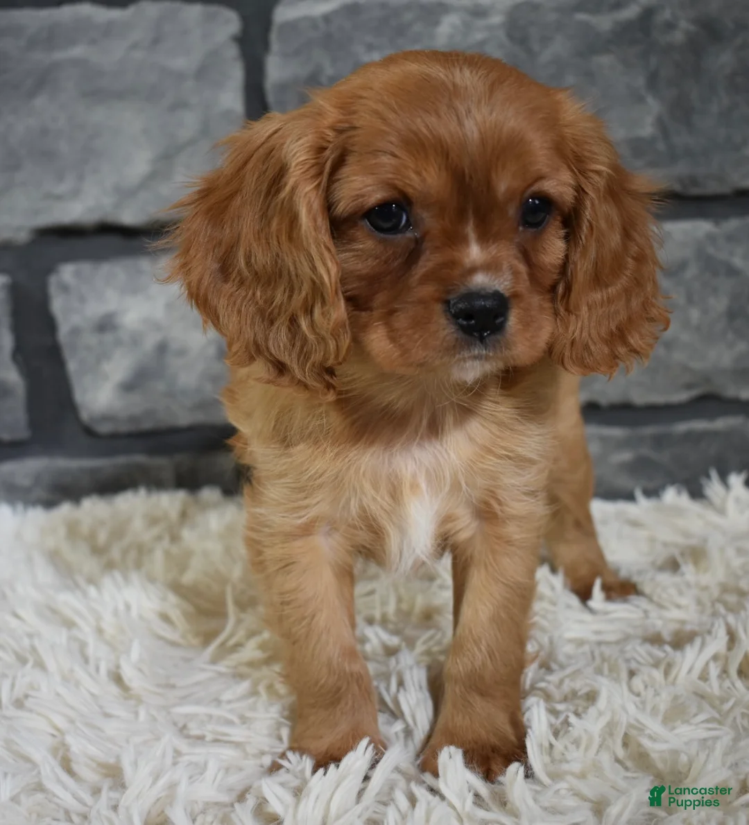 Cavalier King Charles Spaniel dogs for sale: Riley  - Ad 2