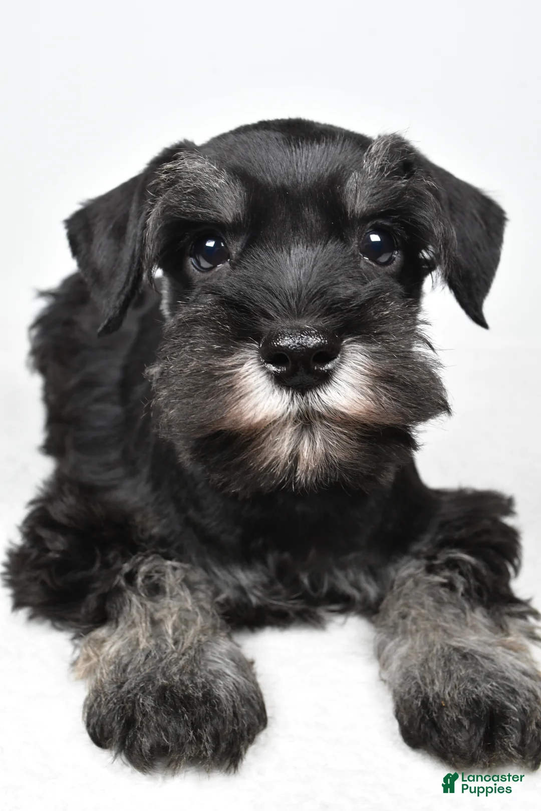 Miniature Schnauzer dogs for sale: Joey - Ad 8