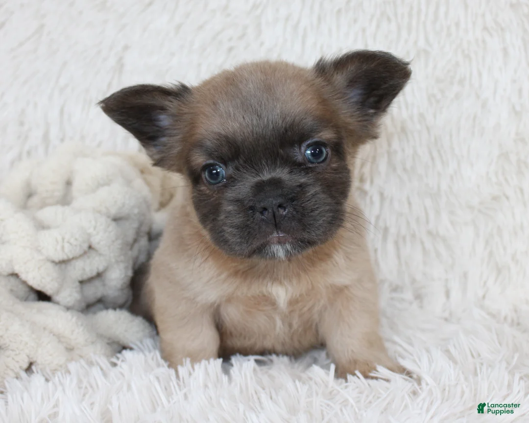 French Bulldog dogs for sale: Fluffy Louie - Ad 1