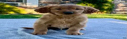 Golden Retriever dogs for sale: Leo - Ad 2