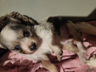 Miniature Australian Shepherd dogs - Ad 11