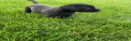 Labrador Retriever dogs for sale: Lily - Ad 3