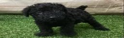 Kerry Blue Terrier dogs for sale: Paris - Ad 3