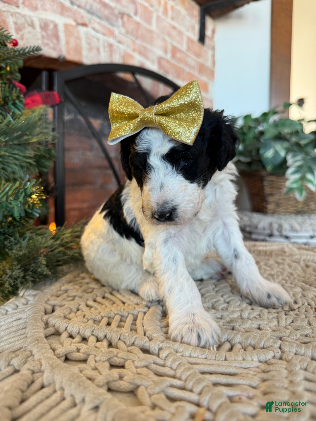 Mixed Breed dogs for sale: Patty - Ad 3