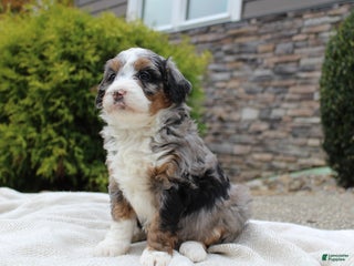 Mini Bernedoodle dogs - Ad 38
