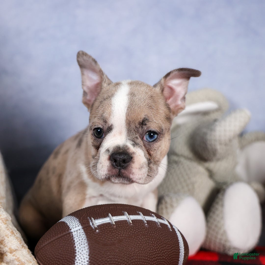 Frenchton dogs for sale: NORA - Ad 11