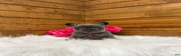 French Bulldog dogs for sale: Sena - Ad 7