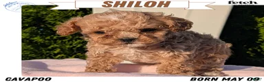 Shiloh