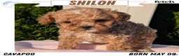 Cavapoo dogs for sale: Shiloh - Ad 1
