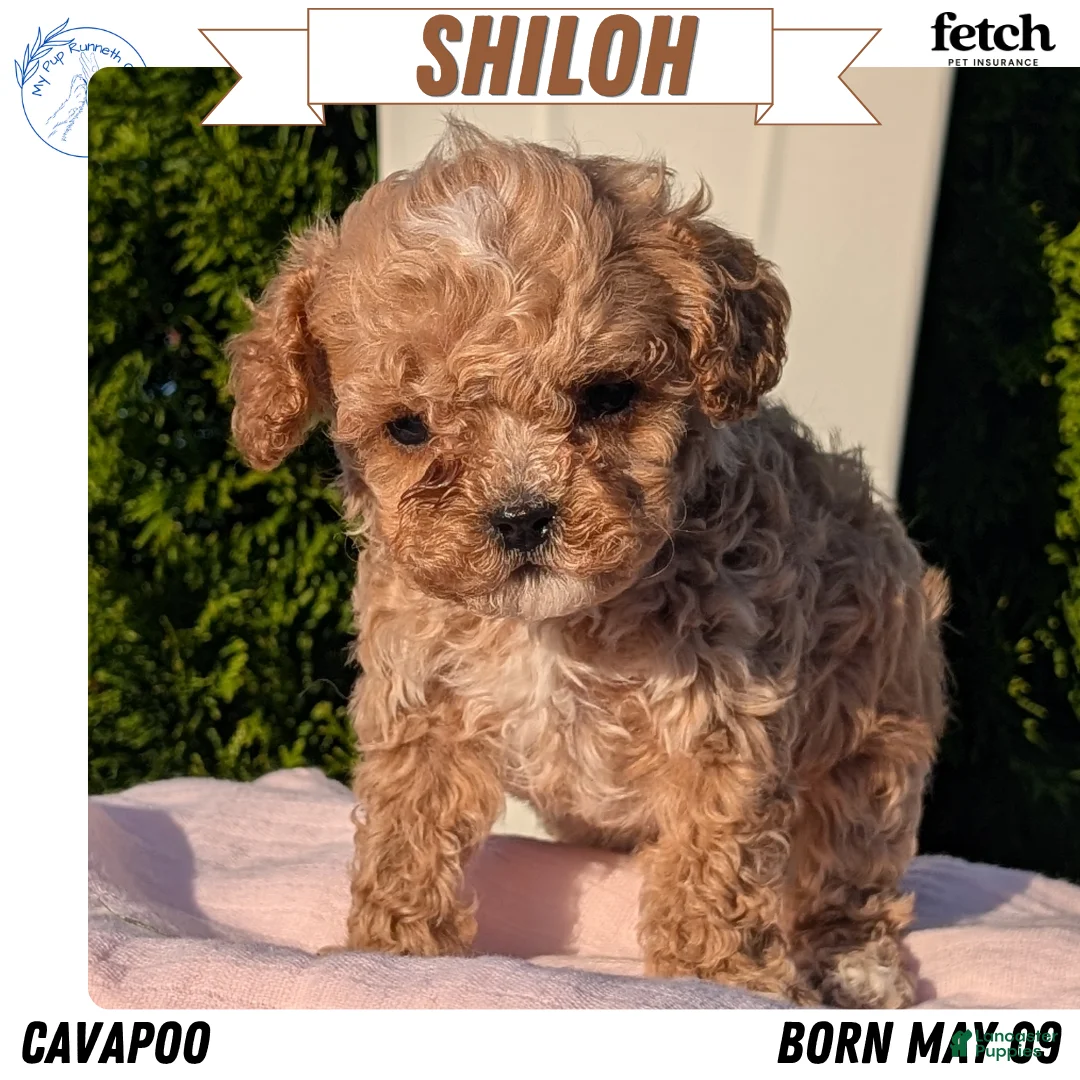Cavapoo dogs for sale: Shiloh - Ad 1