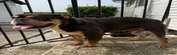 English Bulldog dogs for sale: Jinx - Ad 3