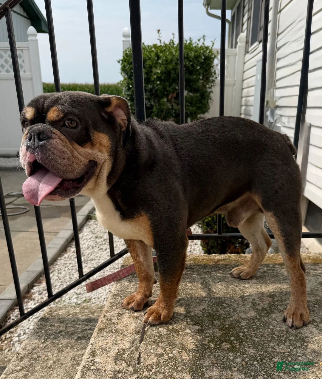 English Bulldog dogs for sale: Jinx - Ad 3