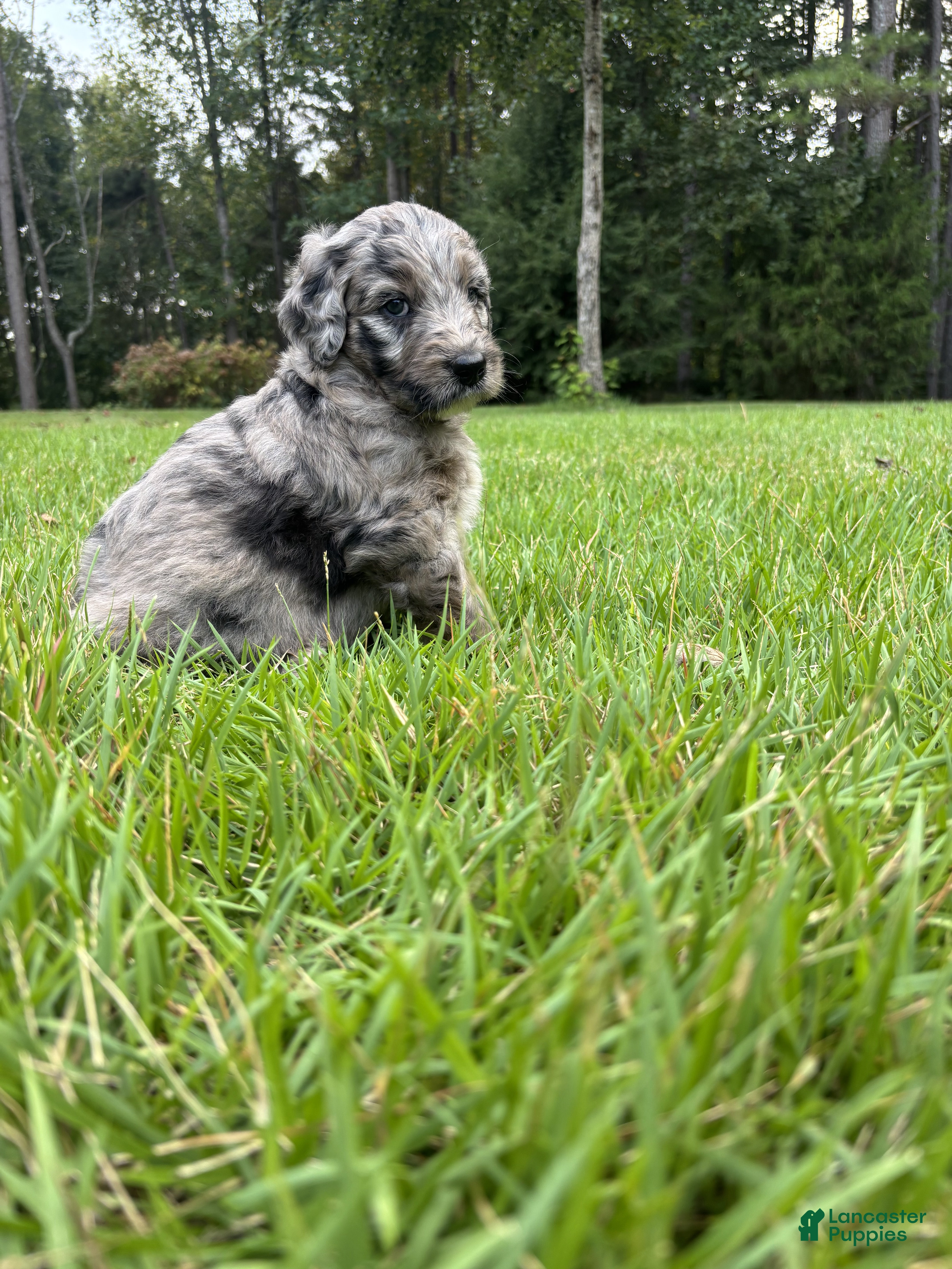 Goldendoodle dogs Polly - Ad 1